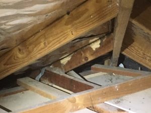 Termite damage evident in roof void.
